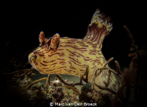 "big" nudi by Marc Van Den Broeck 